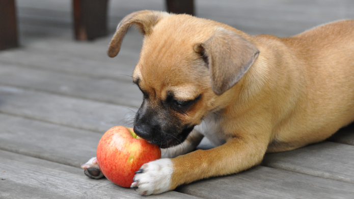 Pas koji jede jabuku